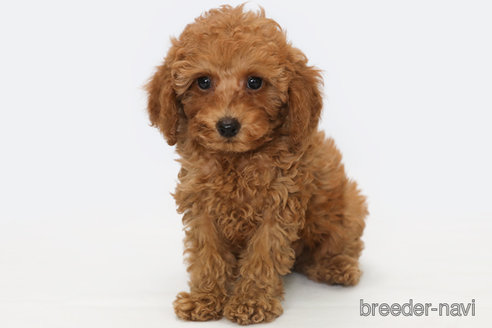 成約済の神奈川県のトイプードル-322037